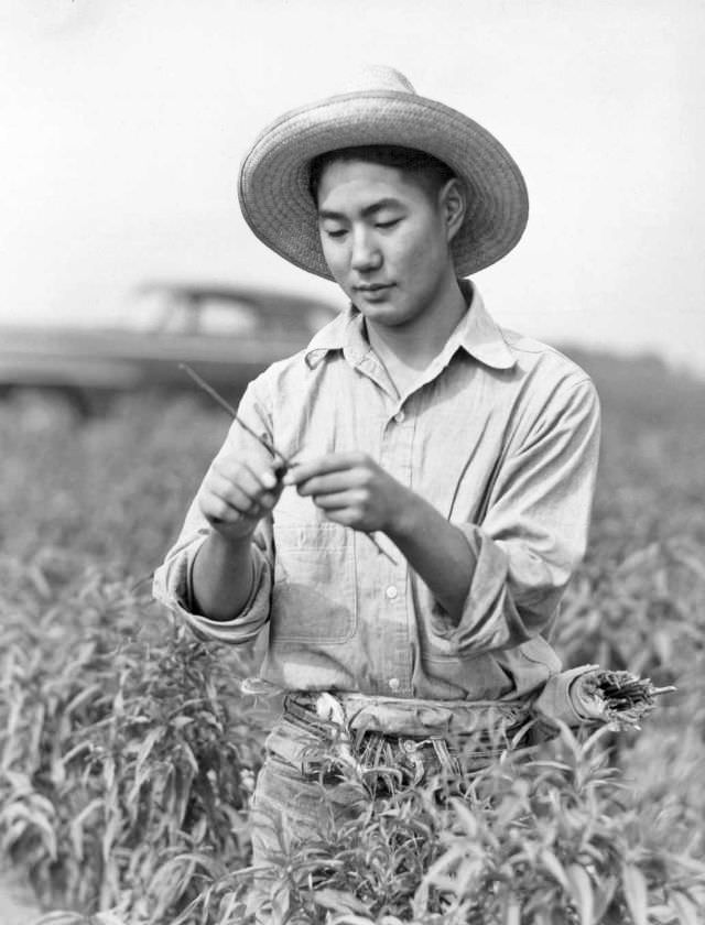 Eugene Kodani, from the Poston Relocation Center, now employed at the Greening Nursery Company, Monroe, Michigan, where he is engaged in budding peach trees, 1943.
