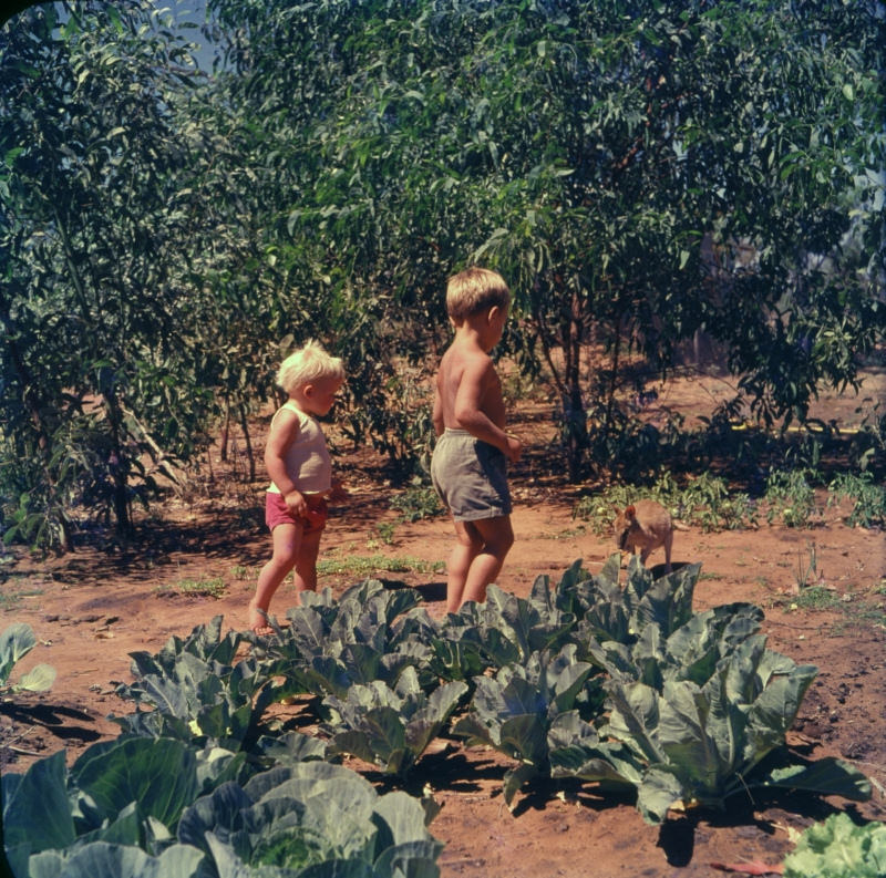 Children and a wallaby in neighbour's garden, October 1961