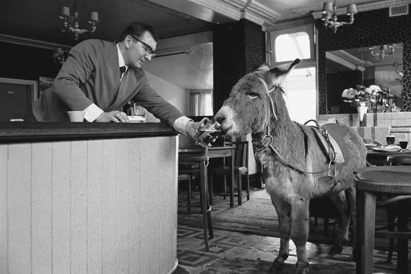 A publican serving a glass of stout to a donkey in the East End of London.