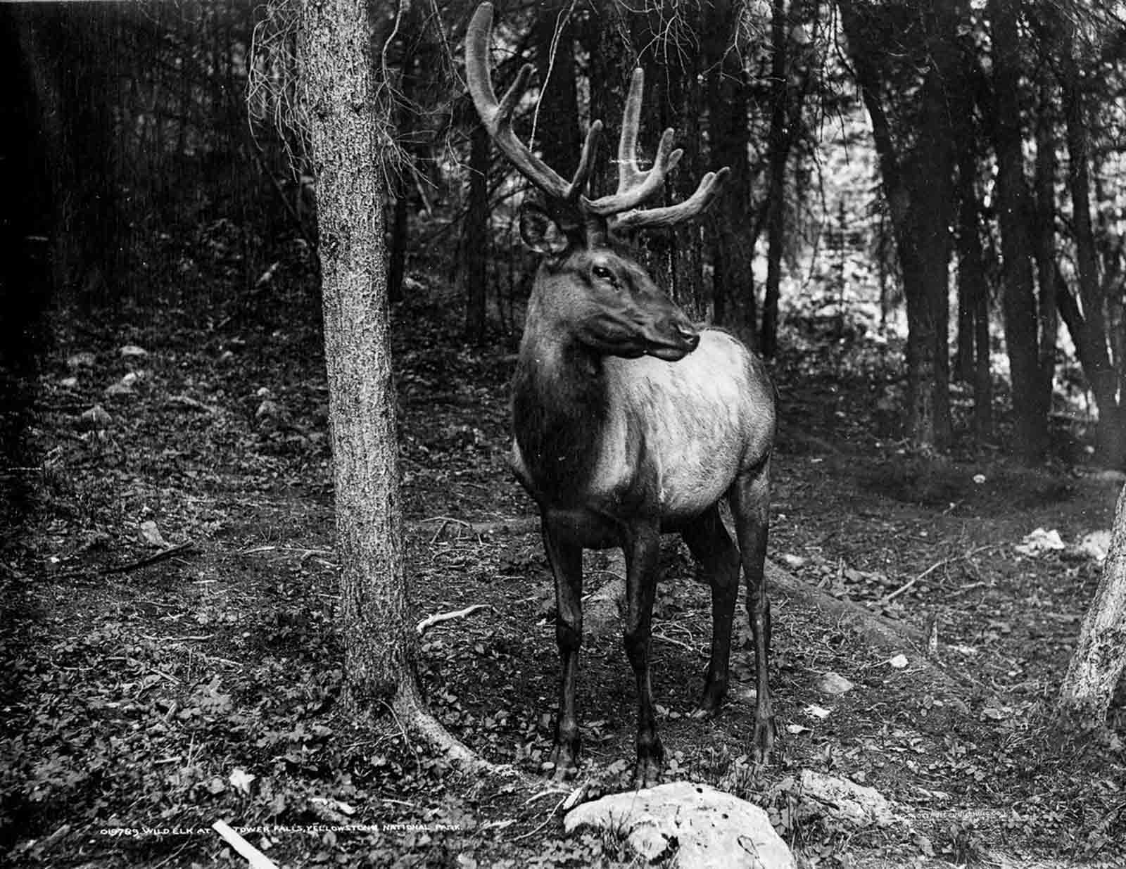 A wild elk near Tower Falls in Yellowstone, 1907.