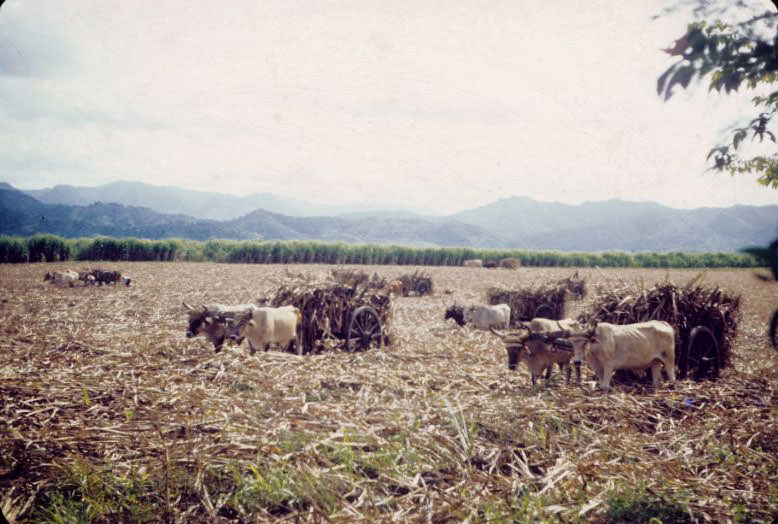 Cane harvest, 6 ox team pulling carts on field