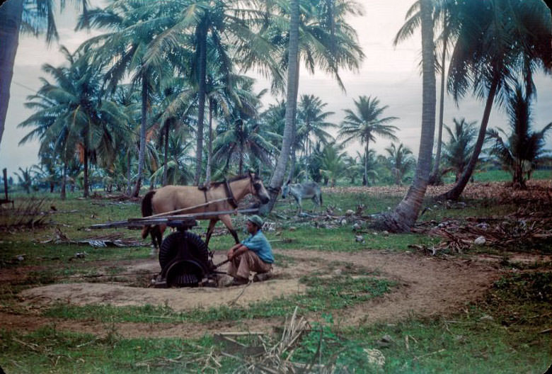 Cane mill, horse harnessed to winch, driver resting, the Piñones- Vaciatalega area, not far from San Juan
