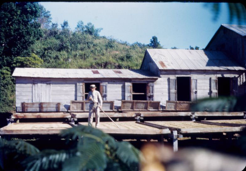 Drying coffee, Castaner