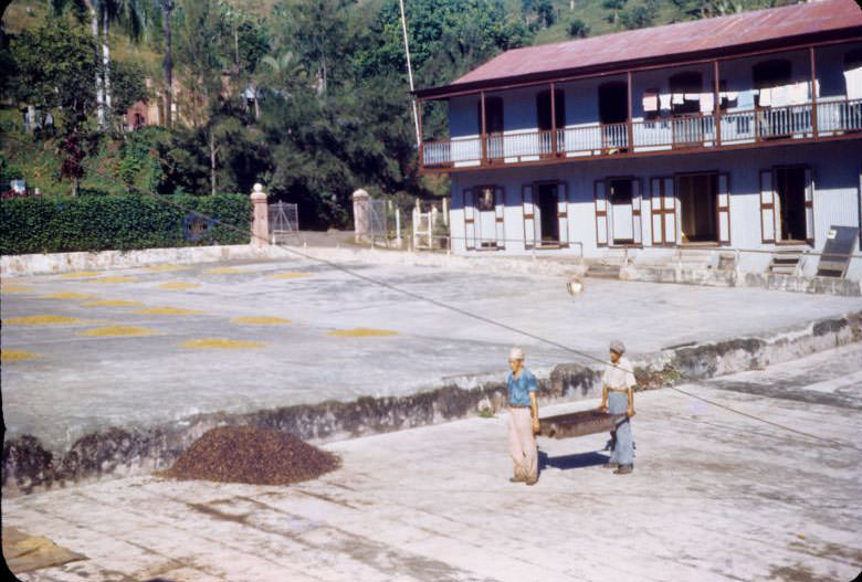 Drying coffee, pile of coffee on large concrete pad, two men with large wooden tray with handles