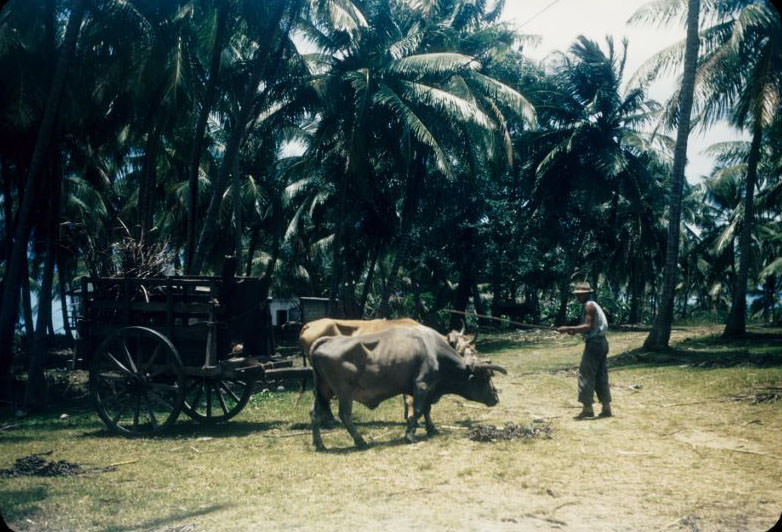 Hauling coconuts in ox-drawn cart
