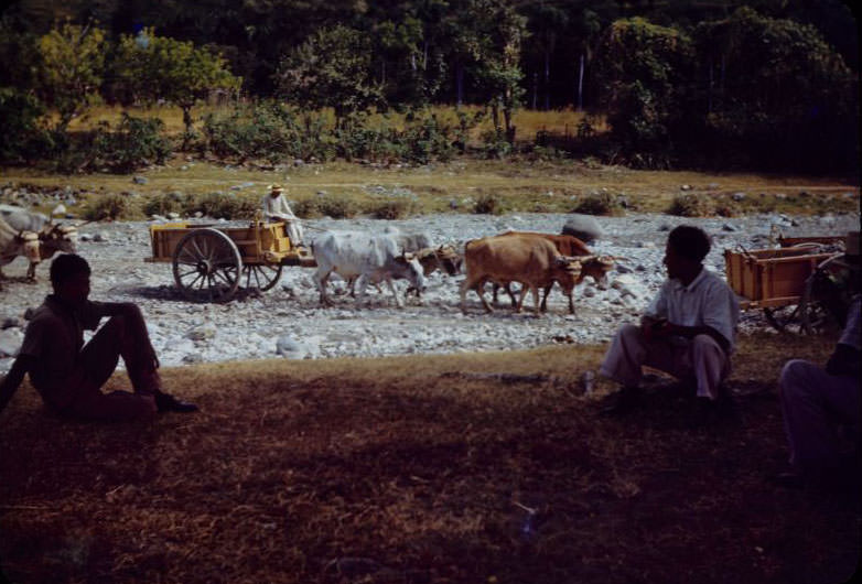 Hauling stones in ox carts