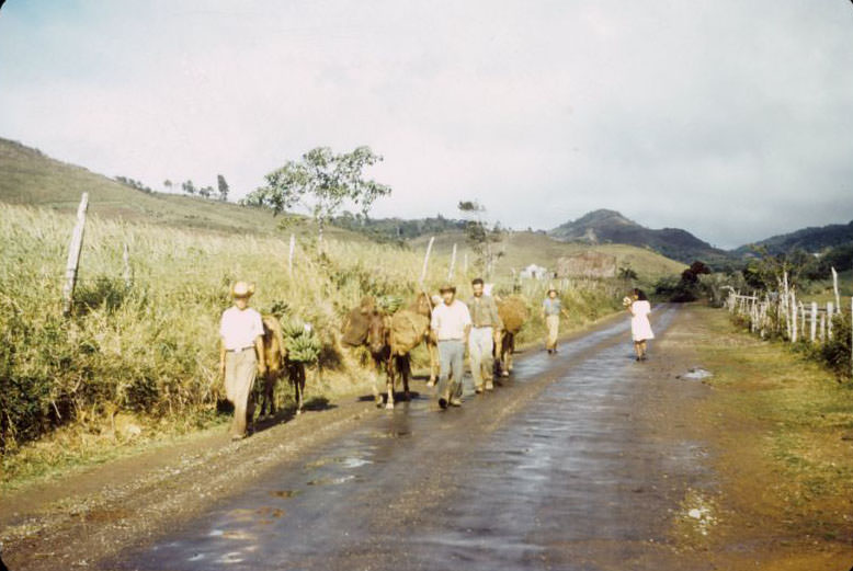 Horses with banana bunches on Pulguillas road