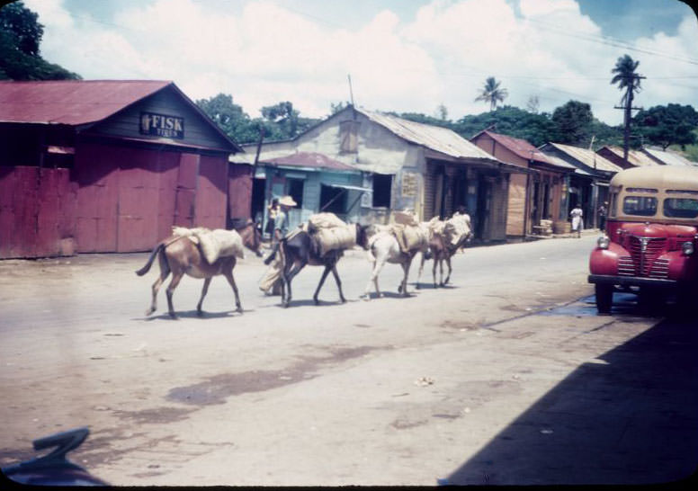 Four horses carrying bundles of tobacco, Aibonito