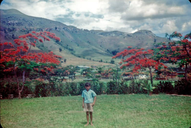 Boy between flamboyant trees, La Plata