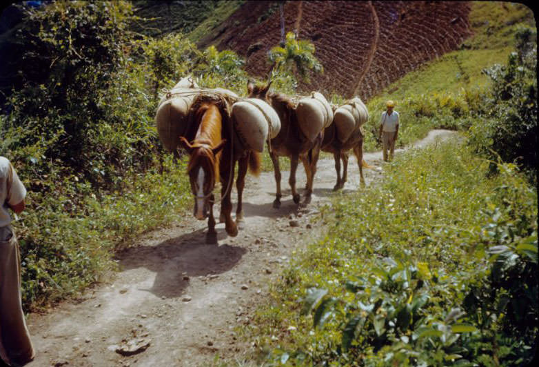 Horses hauling bags of fertilizer, La Plata
