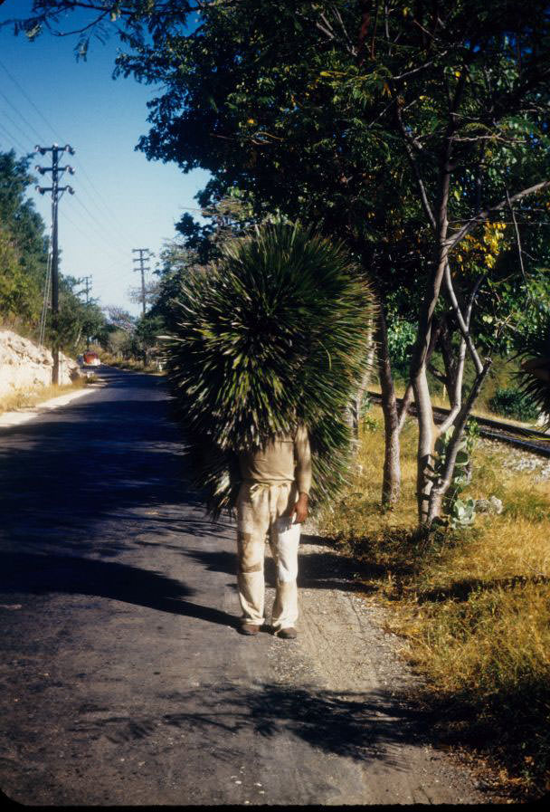 Man carrying palm branches