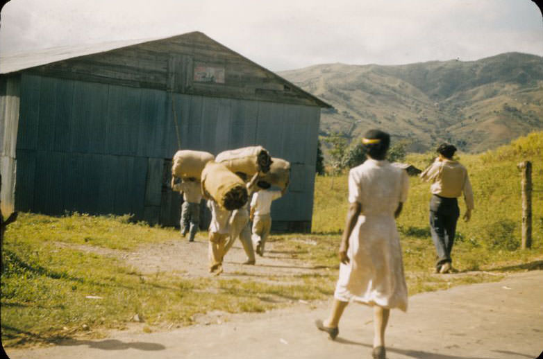 Men carrying bundles of tobacco into barn