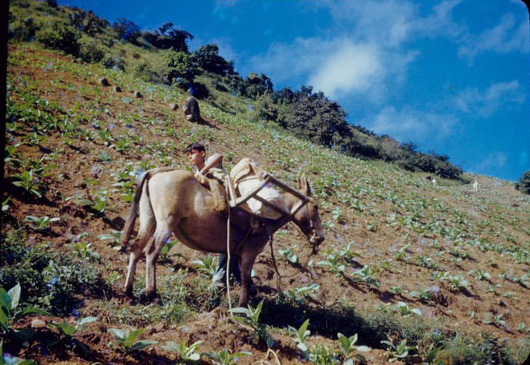 Moving day, boy and donkey with load in tobacco field