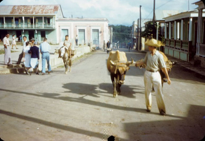 Man with ox team, Aibonito