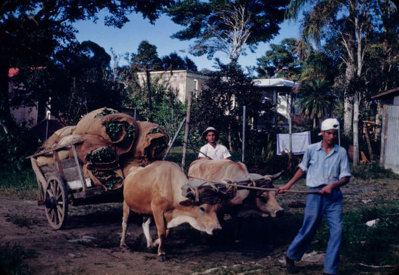 Ox cart hauling bundles of tobacco leaves