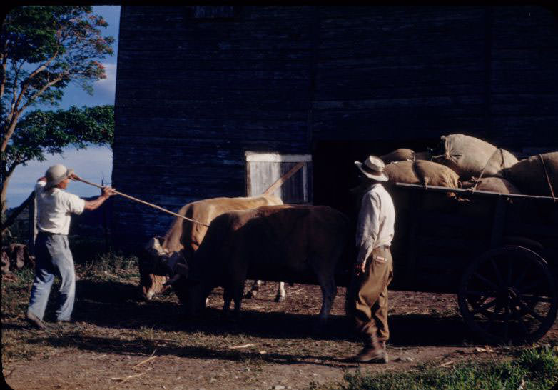 Oxen hauling tobacco