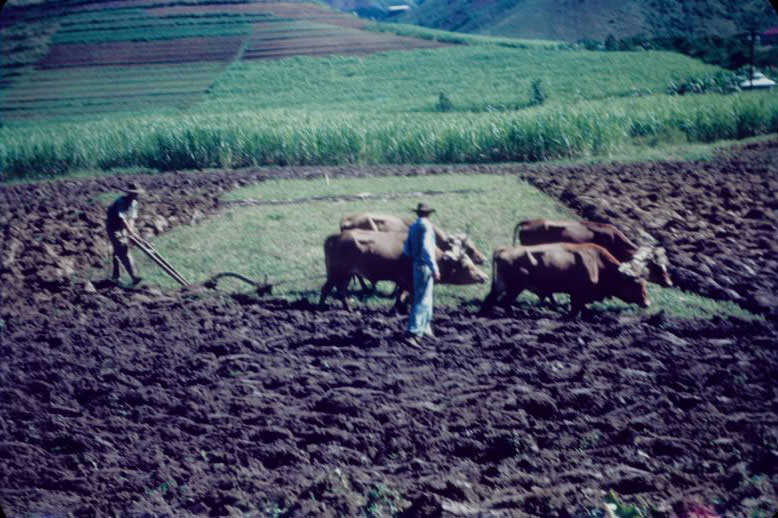 Plowing with two team of oxen