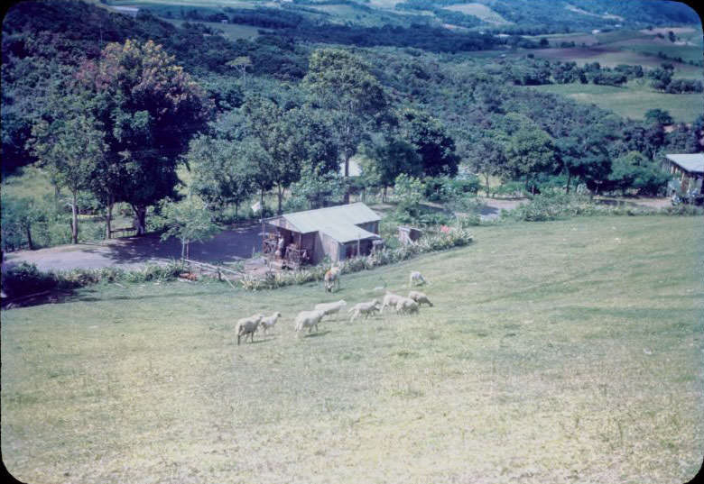 Sheep in Aibonito