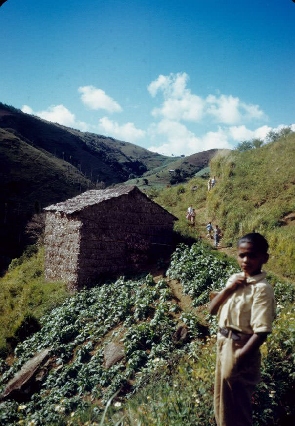 Tobacco field and barn