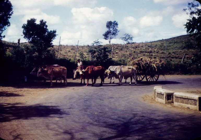 Hauling cane, Asomante