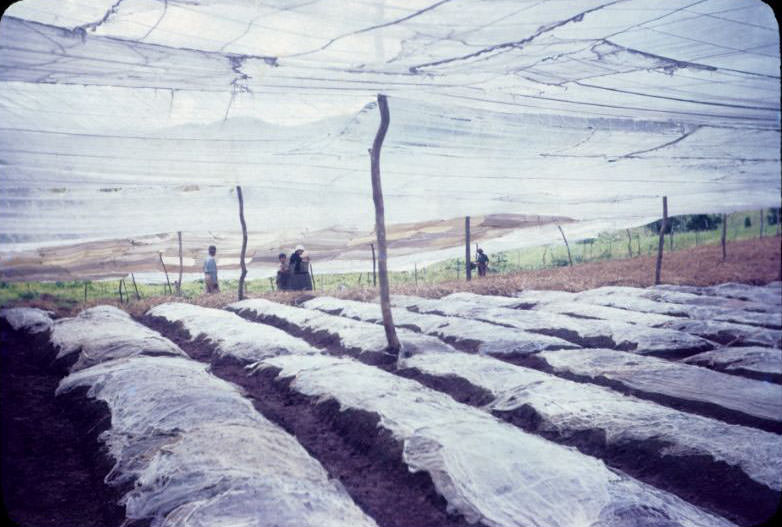 Tobacco nursery