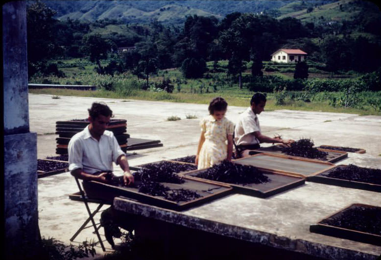 Two men arranging vanilla beans on screened trays for drying
