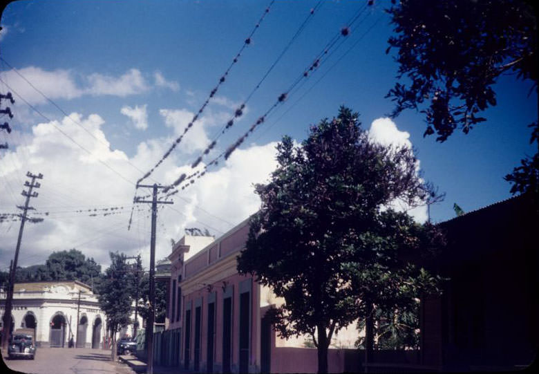 Plants on wire, Yauco