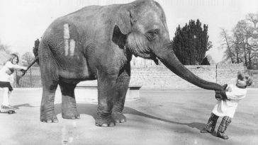 Little girl and elephant friendship