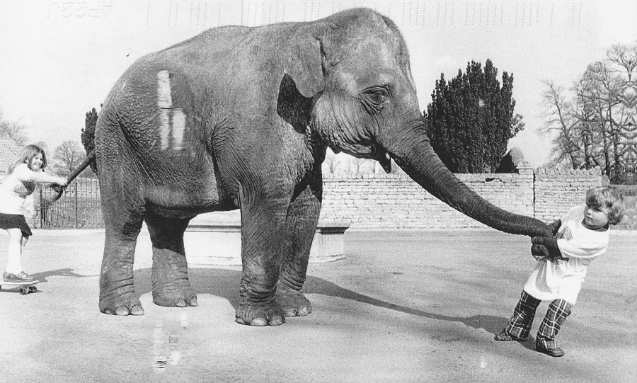 Little girl and elephant friendship