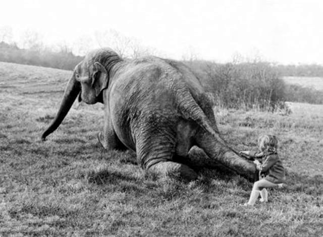 Lovely Photos of Little Girl and Her Best Friend Elephant, 1980s