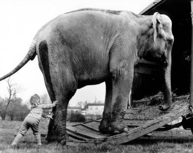 Lovely Photos of Little Girl and Her Best Friend Elephant, 1980s