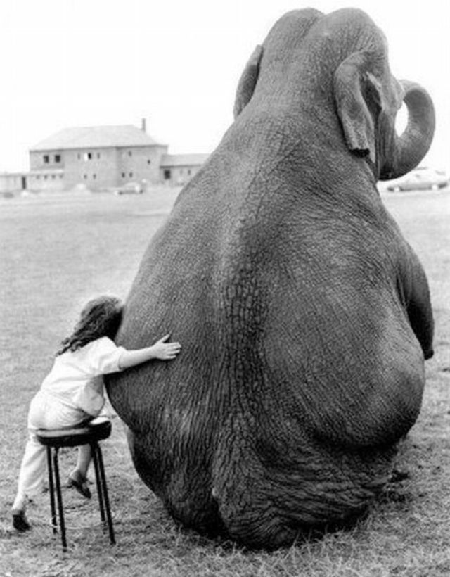 Lovely Photos of Little Girl and Her Best Friend Elephant, 1980s