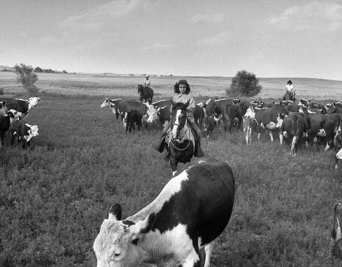 Cowgirl Kathleen Hudson, a member of the Junior Riding and Roping Club of Tulsa Mounted Troops, rounding up Herefords on the Oklahoma range in 1948.