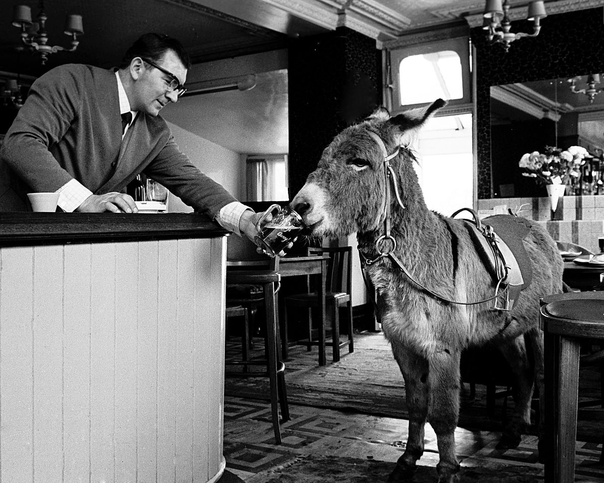 London’s East end in the 1960″s Landlord of The Mamby Arms in Stratford gives his pet donkey a pint.