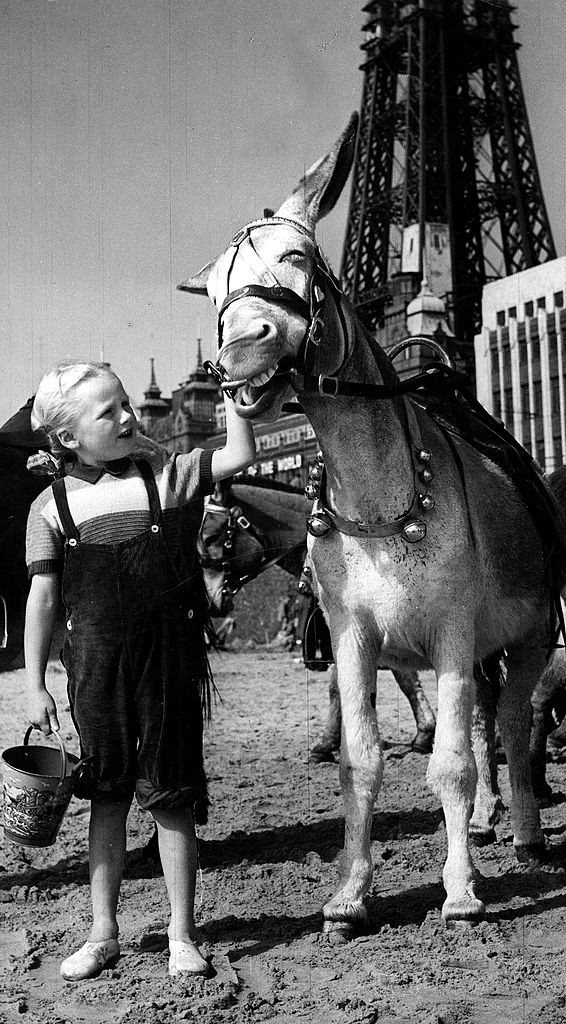 A Girl wearing dungarees with a bucket holds on to protesting donkey on Blackpool beach, 1952.