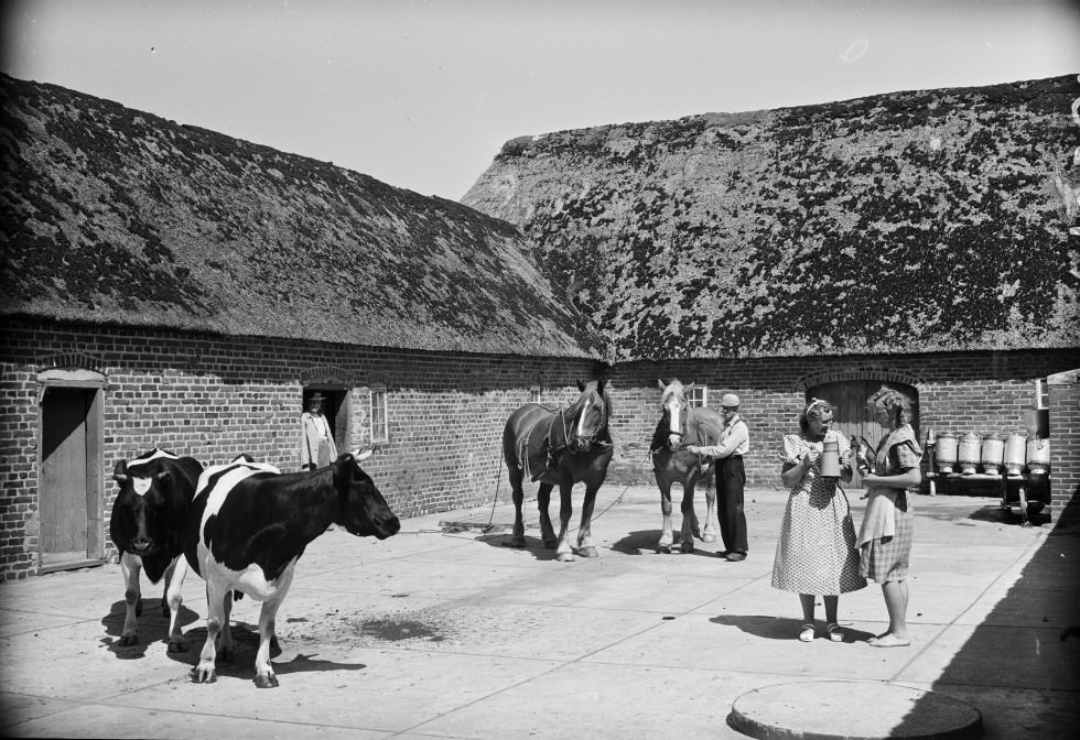 Animals on a farm