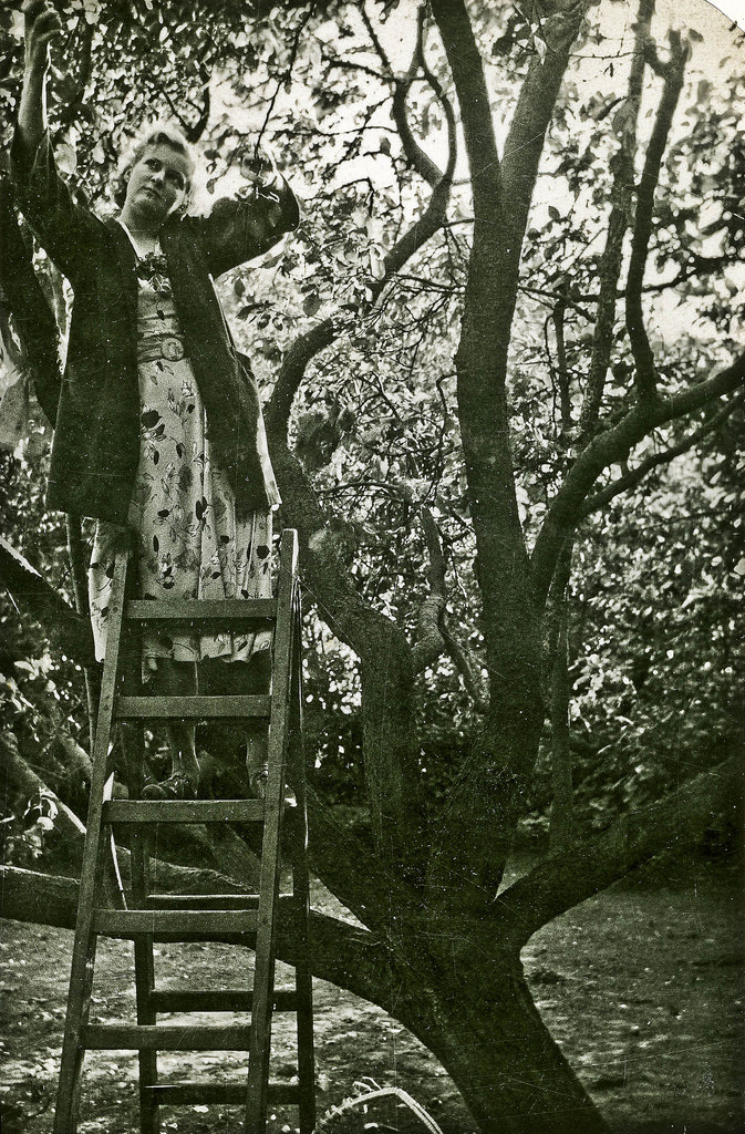 Girl picking fruit in the garden, Denmark, 1937