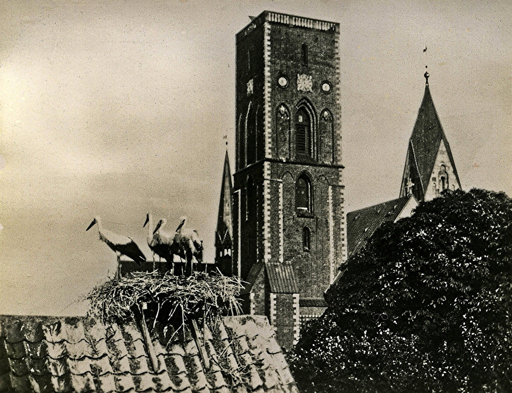 Storks at Ribe, Denmark