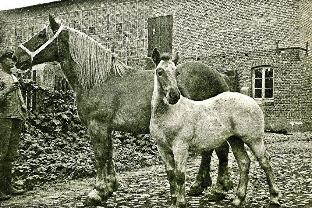 A young Danish farmhand with horses