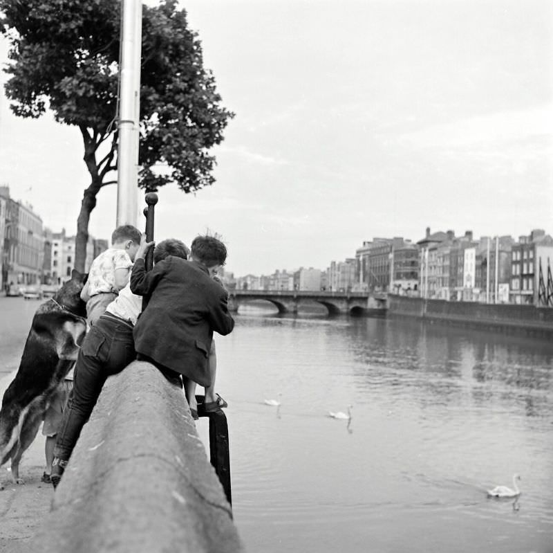 A bunch of fascinated boys, and their equally engaged alsatian dog study something in the River Liffey at Upper Ormond Quay, Dublin, 1964