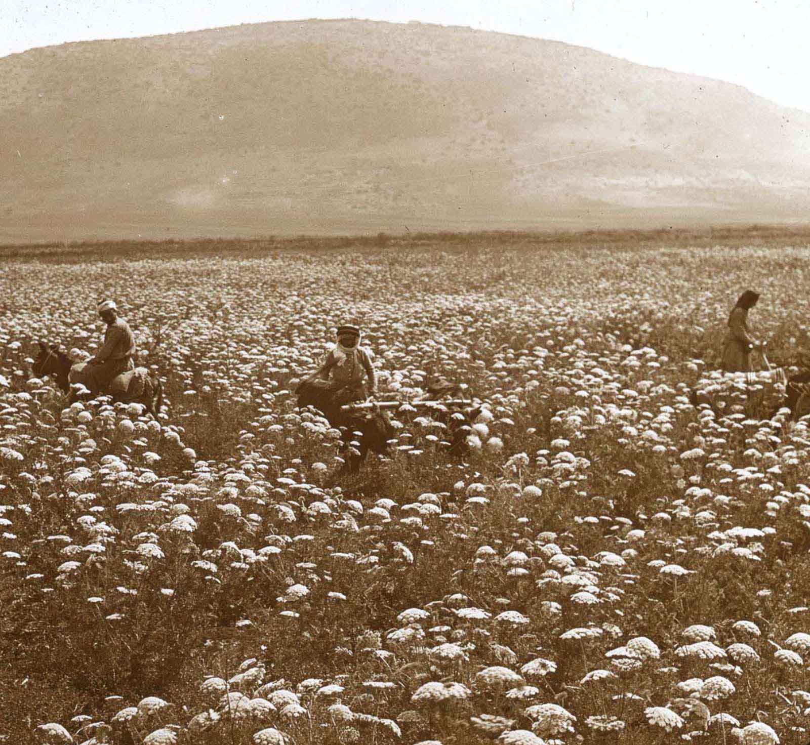 Mount Tabor and a field of flowers.