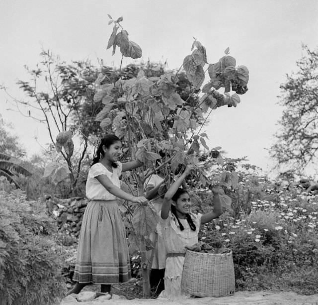 Two girls pick leaves at a silk farm in Jalisco.