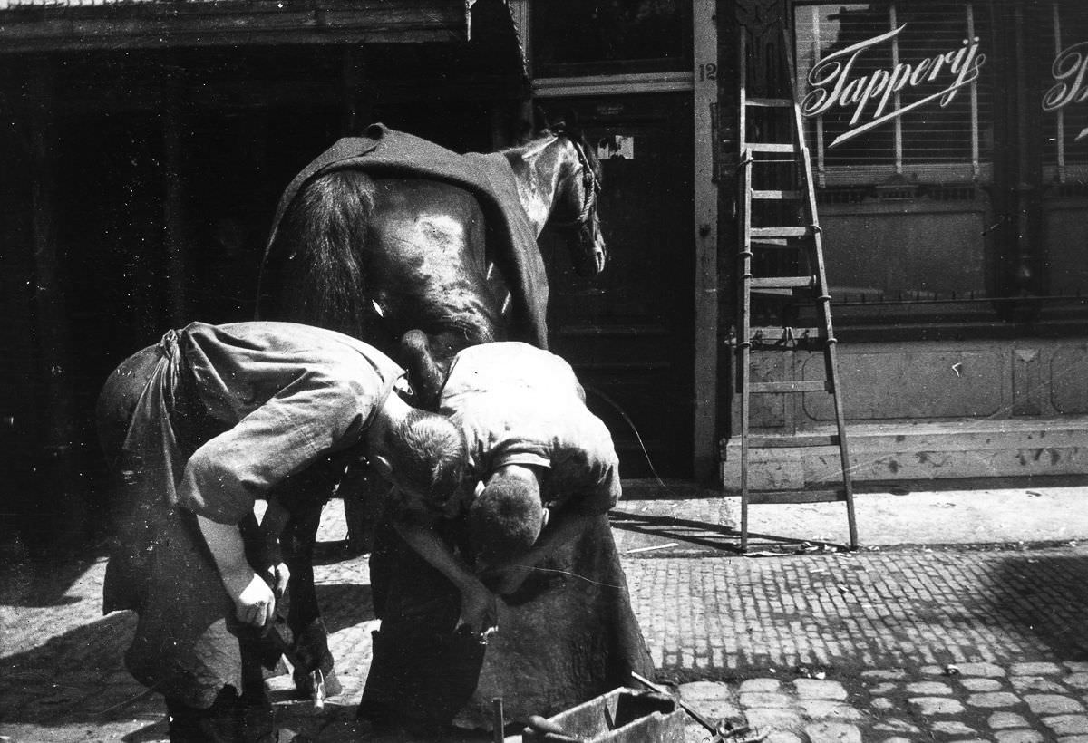 Blacksmiths work on shoeing a horse.