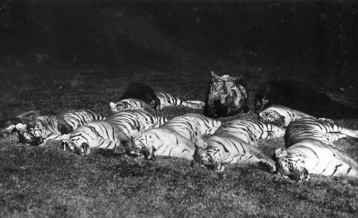 Dead tigers, bears and a rhinoceros are laid out after the hunt.