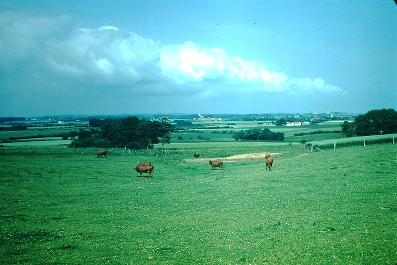 Landscape Near Vejle, Denmark, 1954