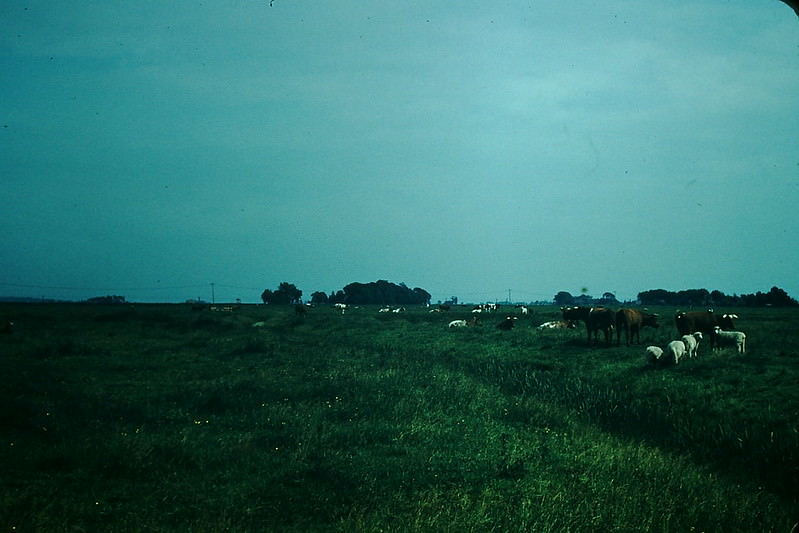 Cattle Country, Nearr Husum, Denmark, 1954