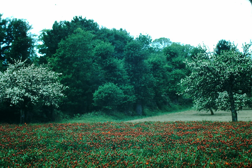 Red Oliver Near Quimper, Brittany, France, 1954