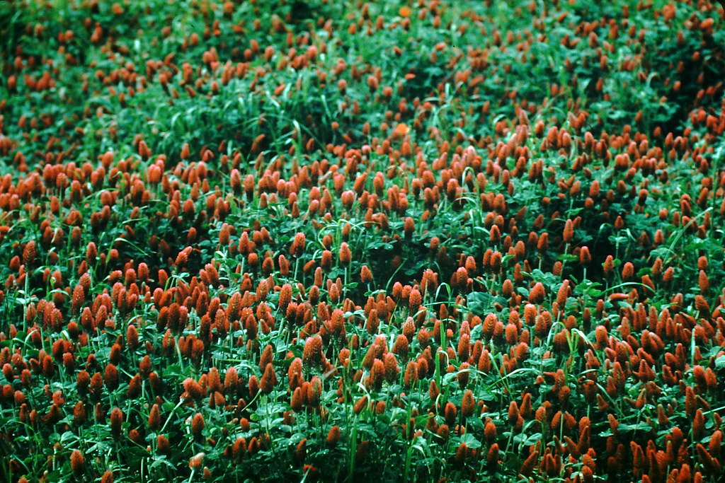 Red Oliver, Brittany, France, 1954