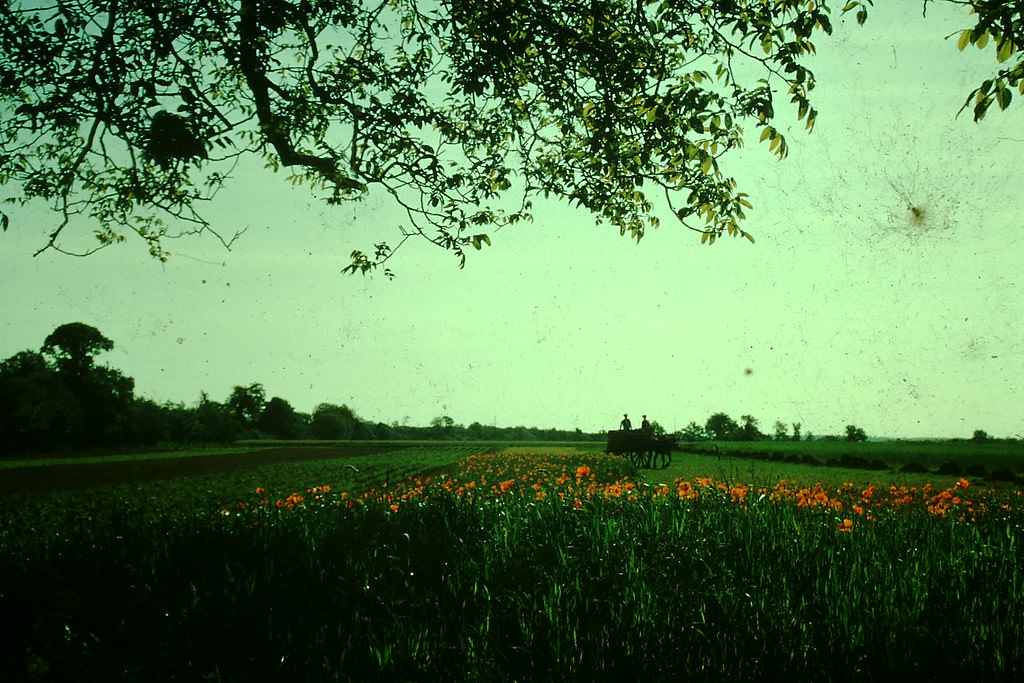 Rural France, Loire, France, 1954