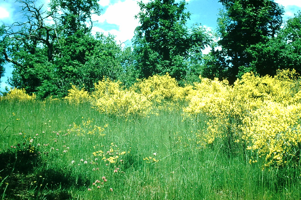 Cotch Broom grows Wild- Near Toulouse, France, 1954